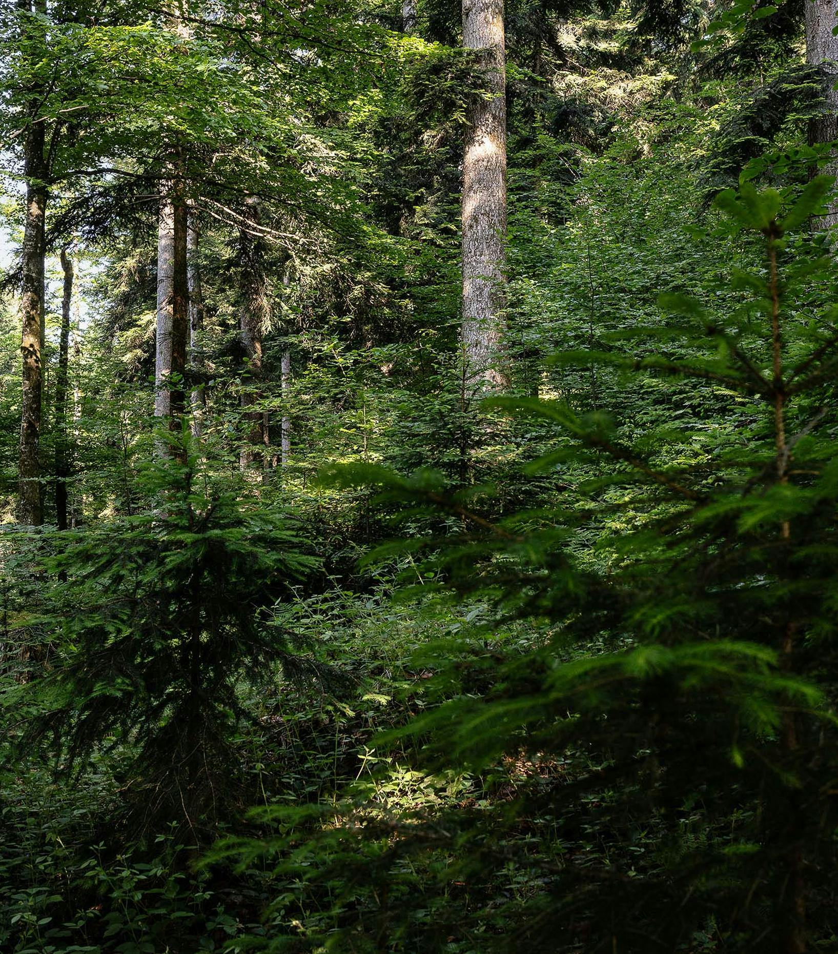 Sonderschau "Der Wald ruft!" © © Christoph Pallinger