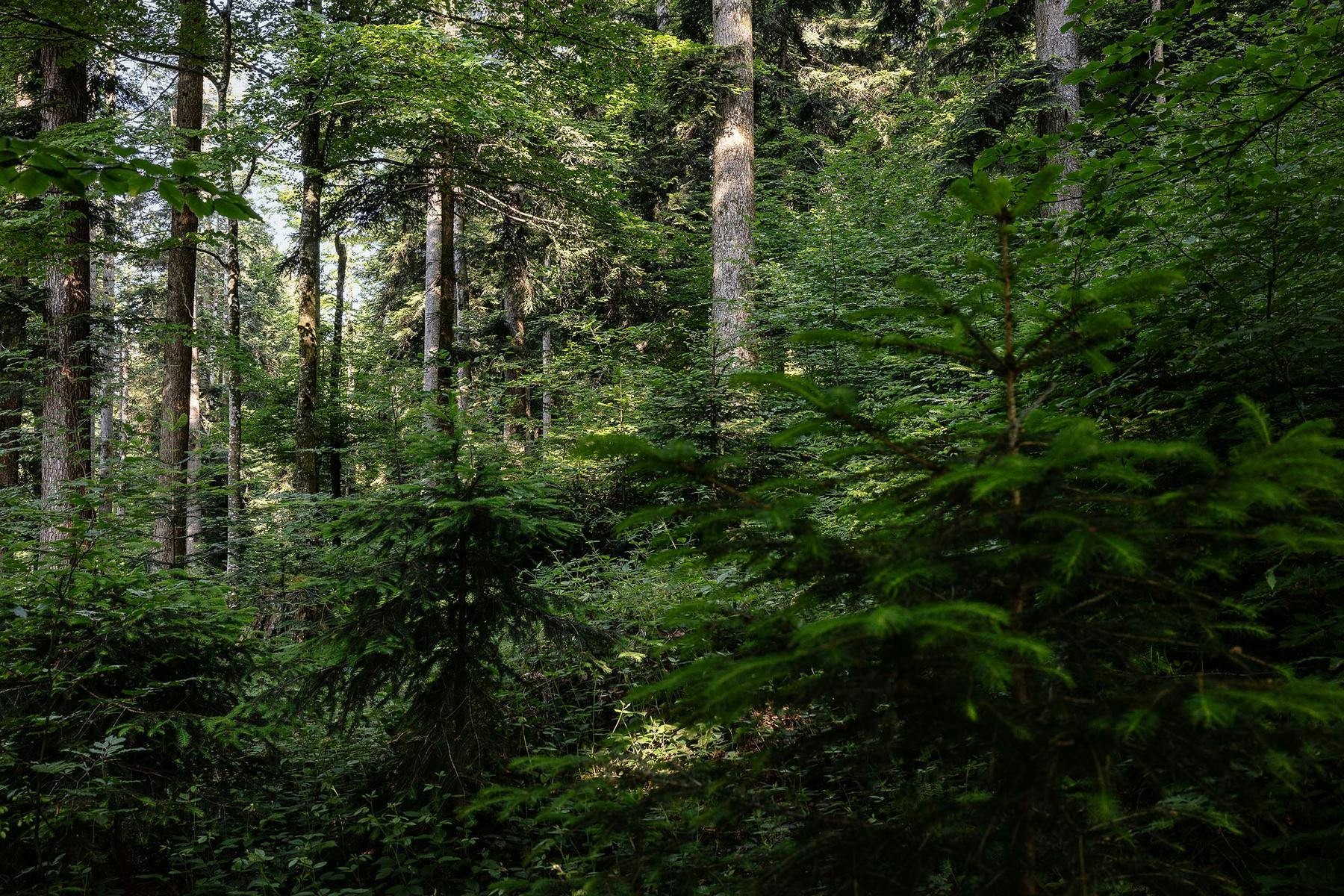Sonderschau "Der Wald ruft!" © © Christoph Pallinger